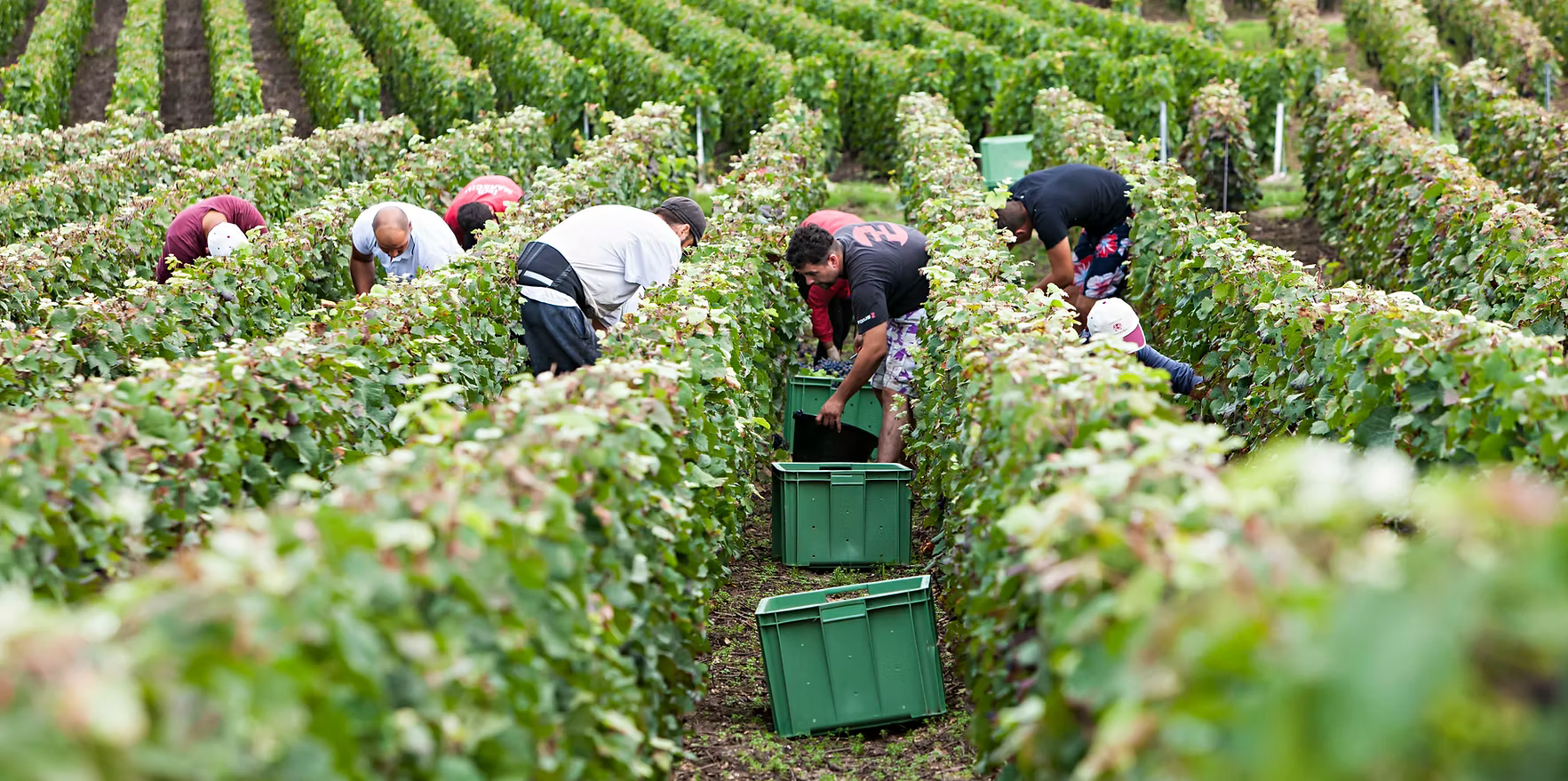 Vendanges dans les vignes du Champagne Pommey Damartin